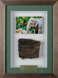 Framed Elephant Skin