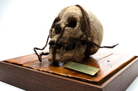 Pirates Of The Caribbean Skull Film Prop