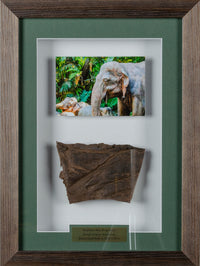 Framed Elephant Skin