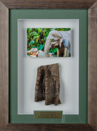 Framed Elephant Skin